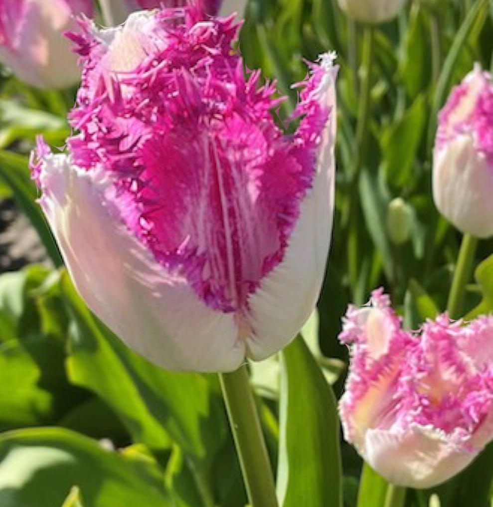 Eyelash - Fancy Tulip Bulbs