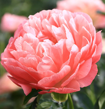 Peony Coral Sunset Roots