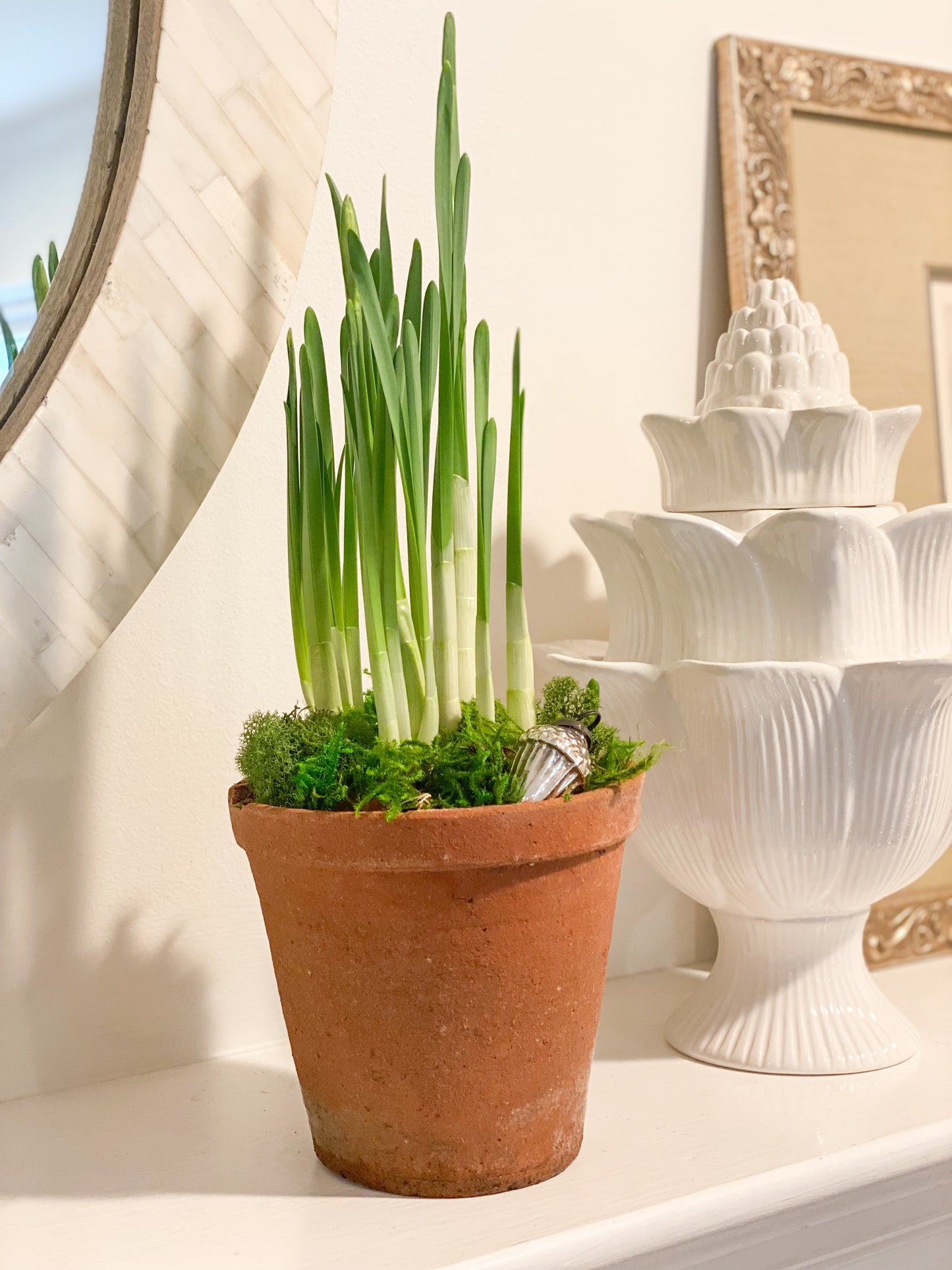 Paperwhite Potted Garden