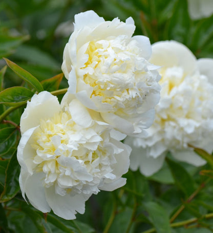 Peony Bridal Gown Roots