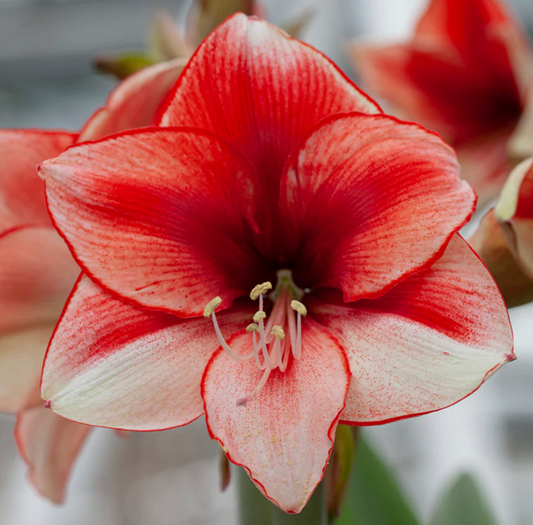 Amaryllis Coral Beach Potted Garden