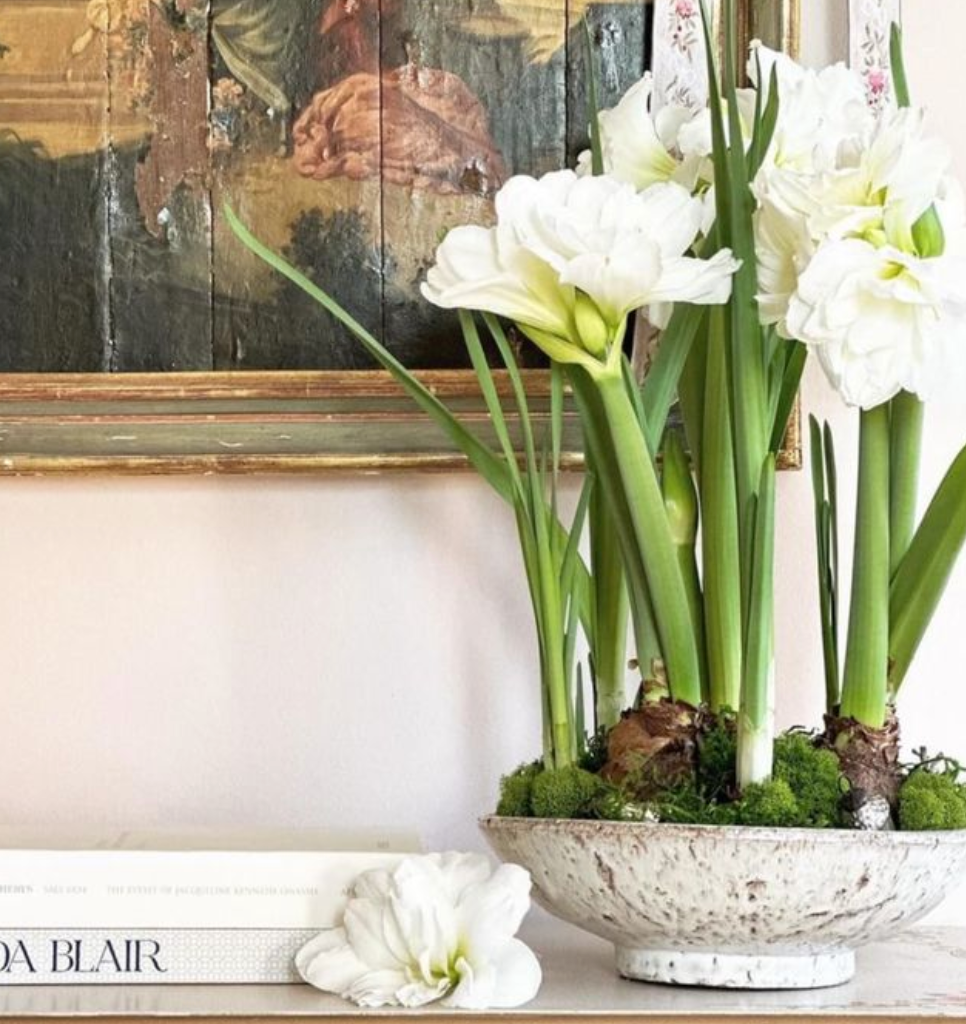 Amaryllis Cherry Blossom Potted Garden