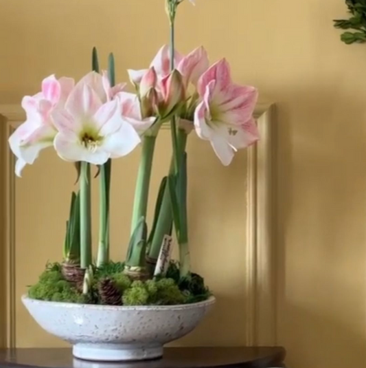 Amaryllis Cherry Blossom Potted Garden