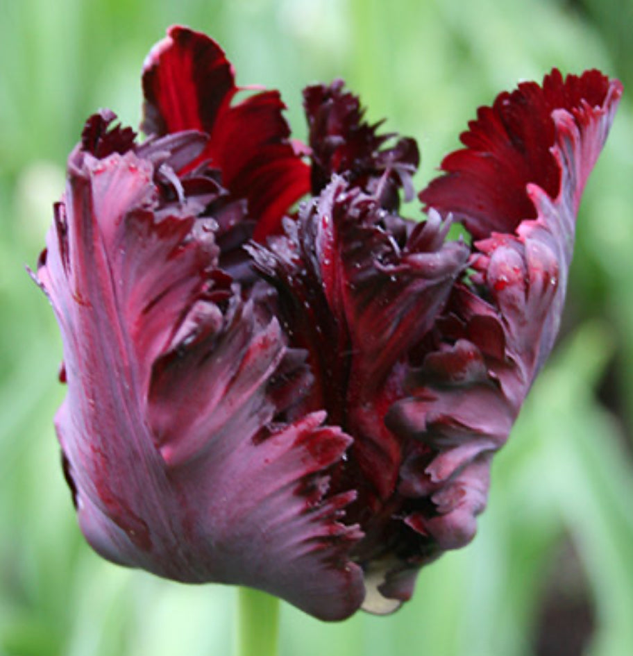 Black Parrot - Fancy Tulip Bulbs