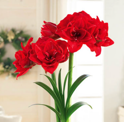 Amaryllis Cherry Nymph Potted Garden