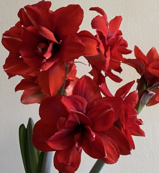 Amaryllis Cherry Nymph Potted Garden