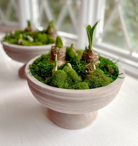 Amaryllis Cherry Blossom Potted Garden