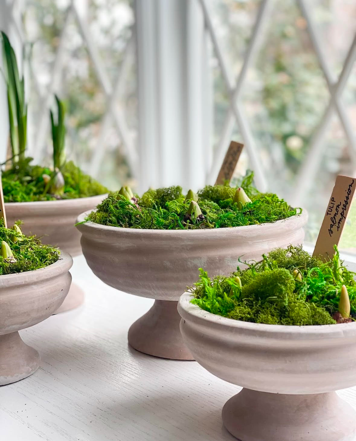 Spring Bulbs Potted Garden