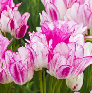 Candy Club - Fancy Tulip Bulbs