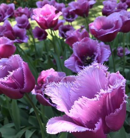 Louvre - Fancy Tulip Bulbs