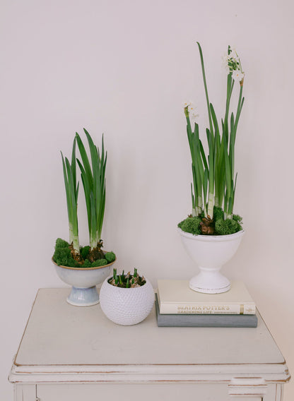 Paperwhite Potted Garden