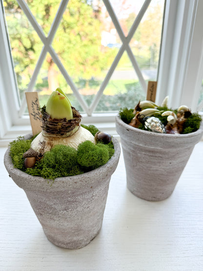 Amaryllis Cherry Nymph Potted Garden