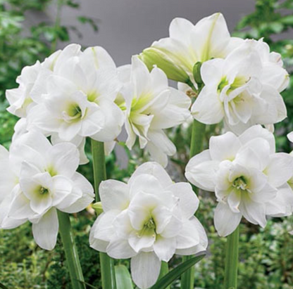 Amaryllis Akiko Potted Garden