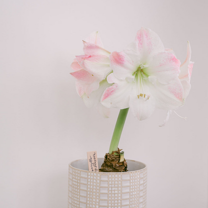 Amaryllis Cherry Blossom Potted Garden