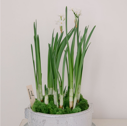 Paperwhite Potted Garden