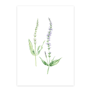 Blue Salvia Print