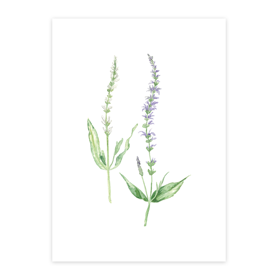 Blue Salvia Print