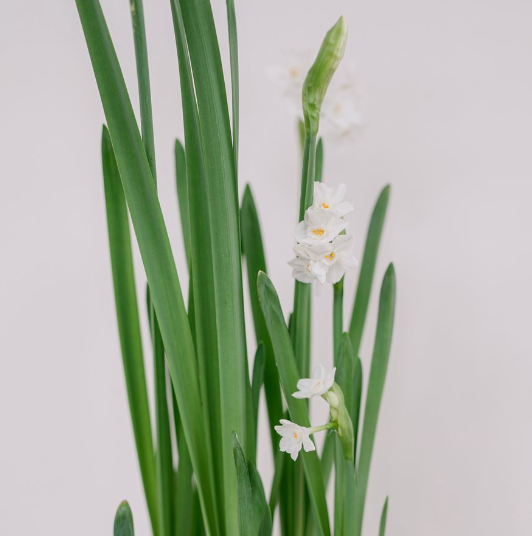 Paperwhites Refill Bulbs