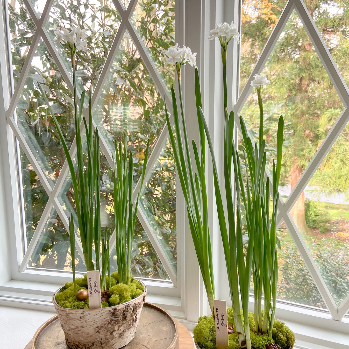 Paperwhite Potted Garden