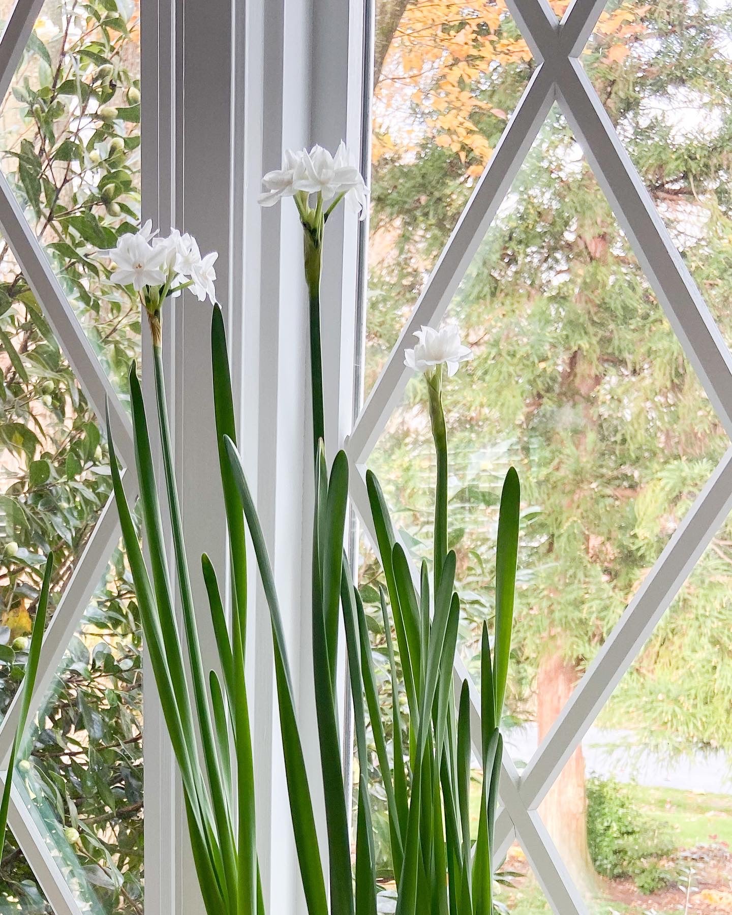 Paperwhite Potted Garden