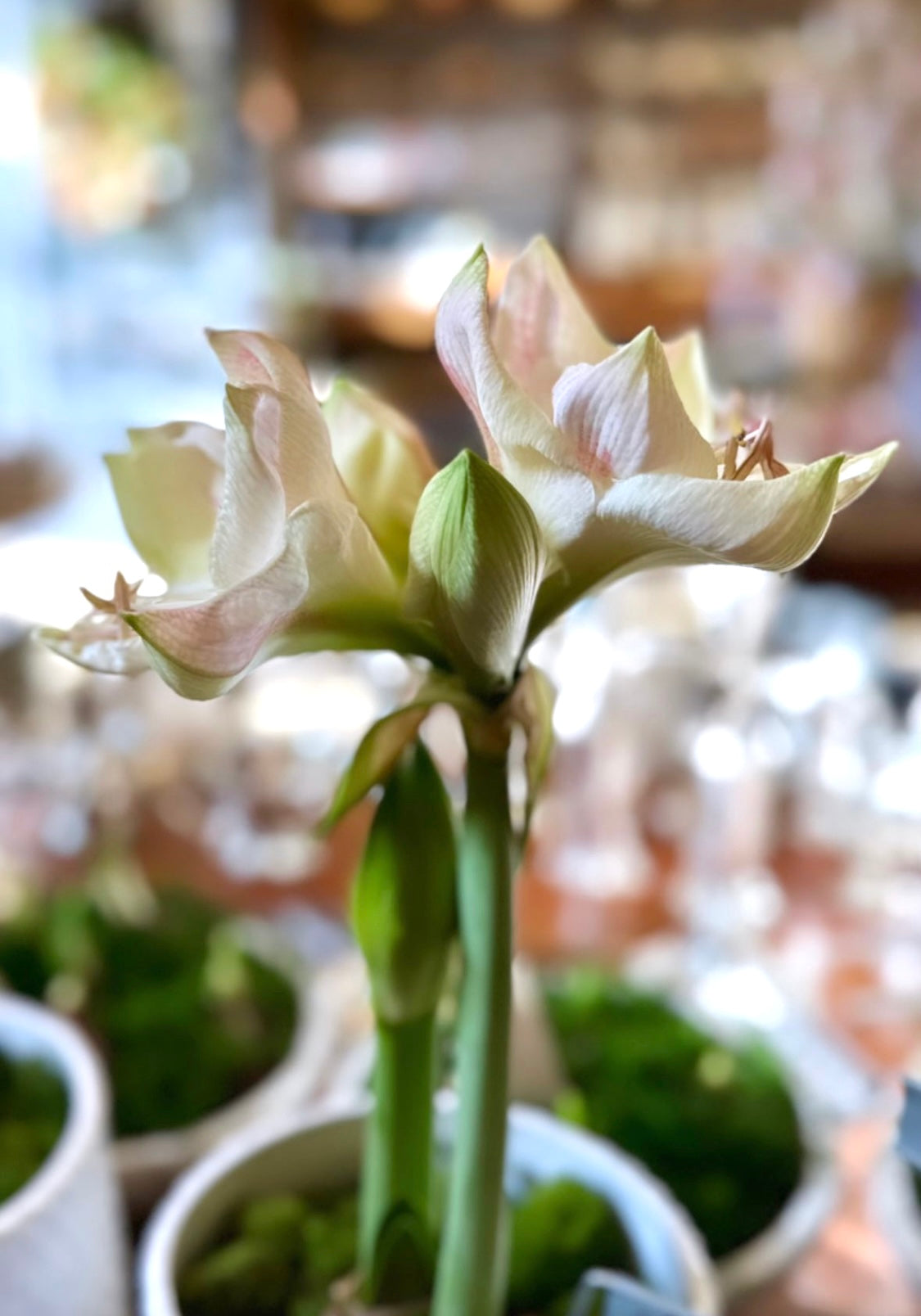 Amaryllis Cherry Blossom Potted Garden