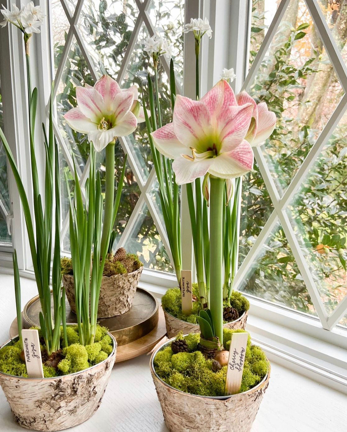 Amaryllis Cherry Blossom Potted Garden